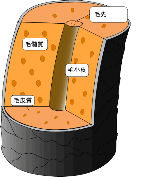 髪の毛の特徴