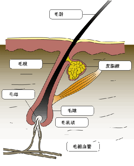 髪の毛の特徴