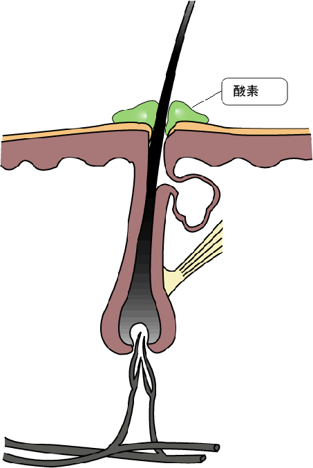シャンプーの方法