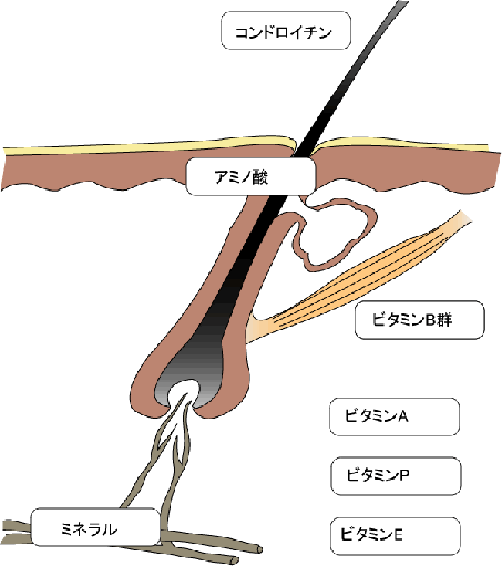 髪の毛に必要な栄養素