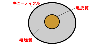 髪の毛の構造
