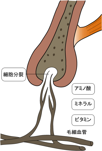 毛髪の血流